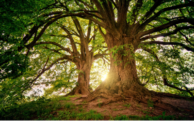 Walnut tree healing symbol