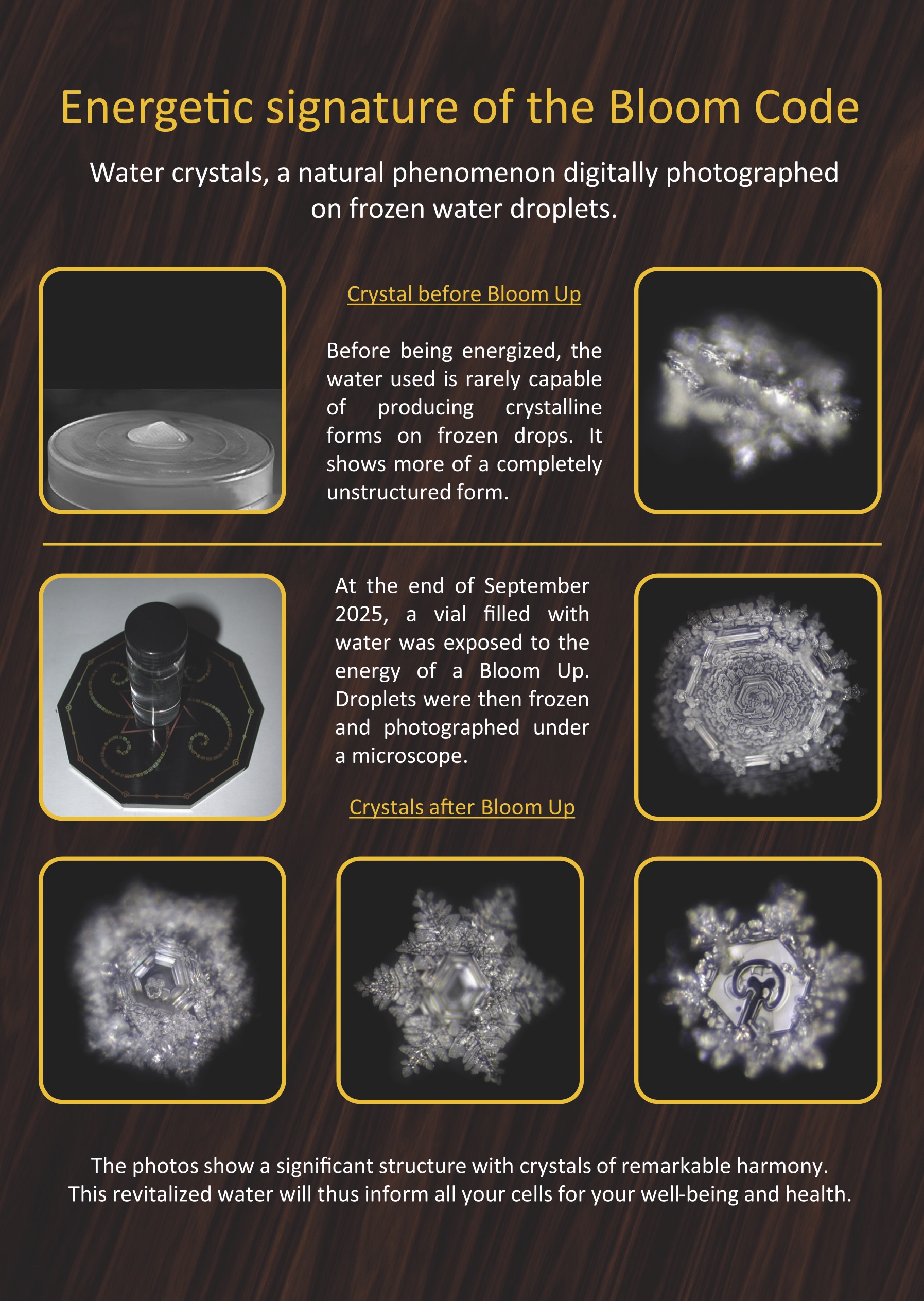 PRINT_bloom-flyer-en